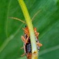 Protect Your Construction Projects with Pest Prevention
