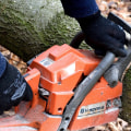 Professional Tree Care in Virginia Beach, VA: Insights From Construction Engineering