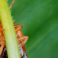 How Construction Engineering Shapes the Need for Local Pest Control in Sheffield
