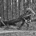 Enhance Construction Projects with Residential Tree Services
