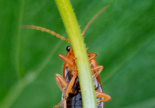 Protect Your Construction Projects with Pest Prevention